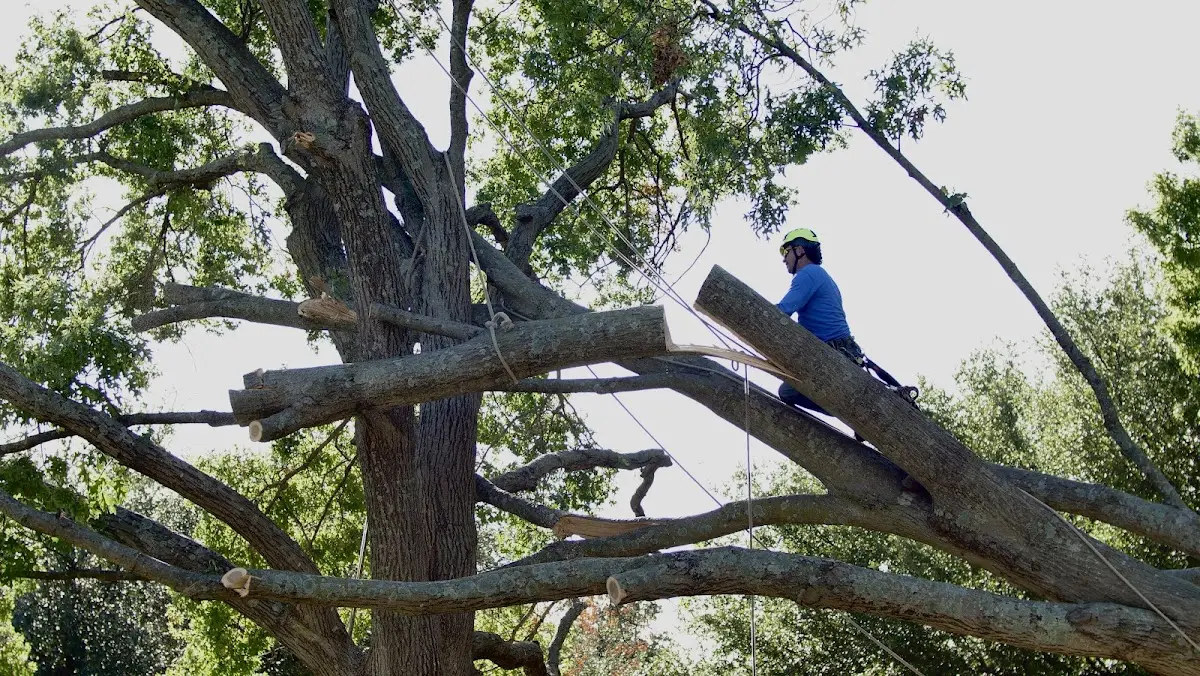 Professional Crown Thinning performed by certified arborists in Essex Fells